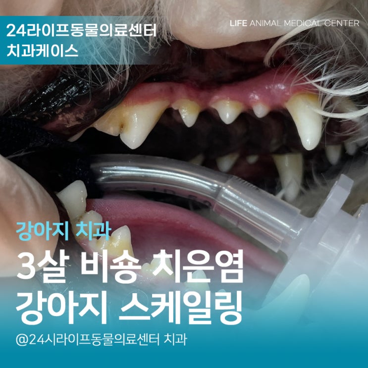 대구 강아지 스케일링 4살 비숑 동물전용 치과 장비로 깔끔하게