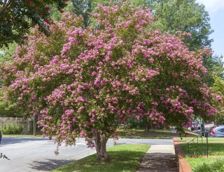  배롱나무(Lagerstroemia indica) 관리 방법