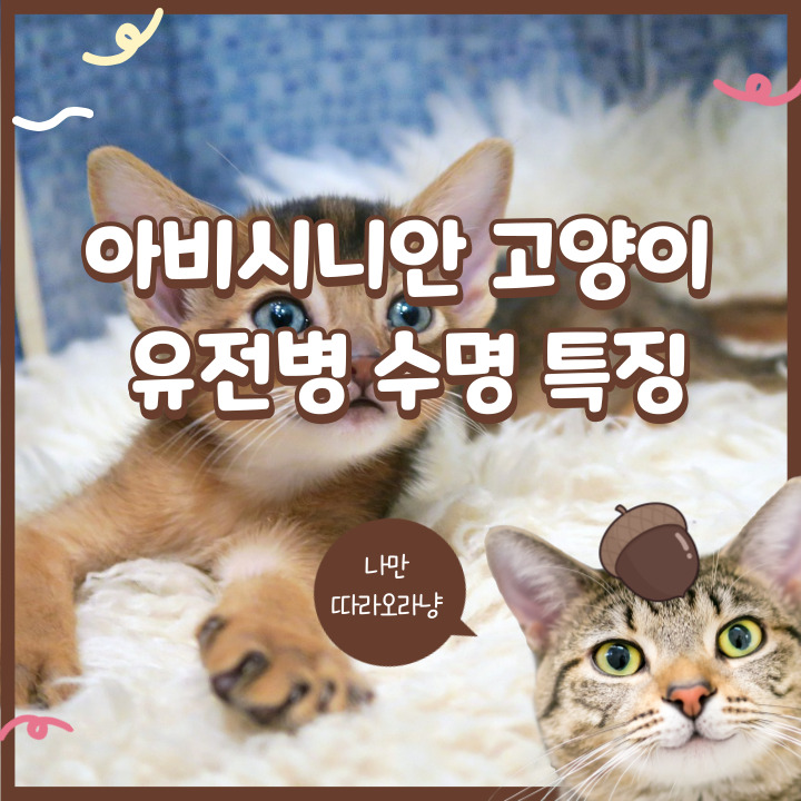  아비시니안 유전병 수명 특징 매력 포인트는?