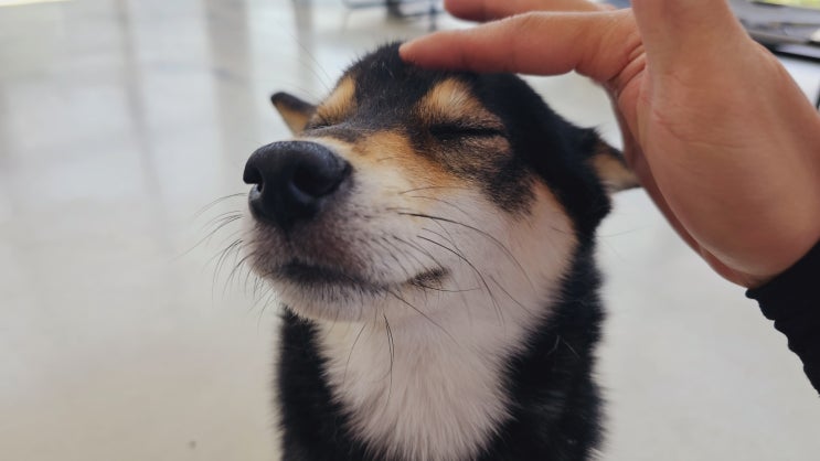  태평동애견카페:) 라드독