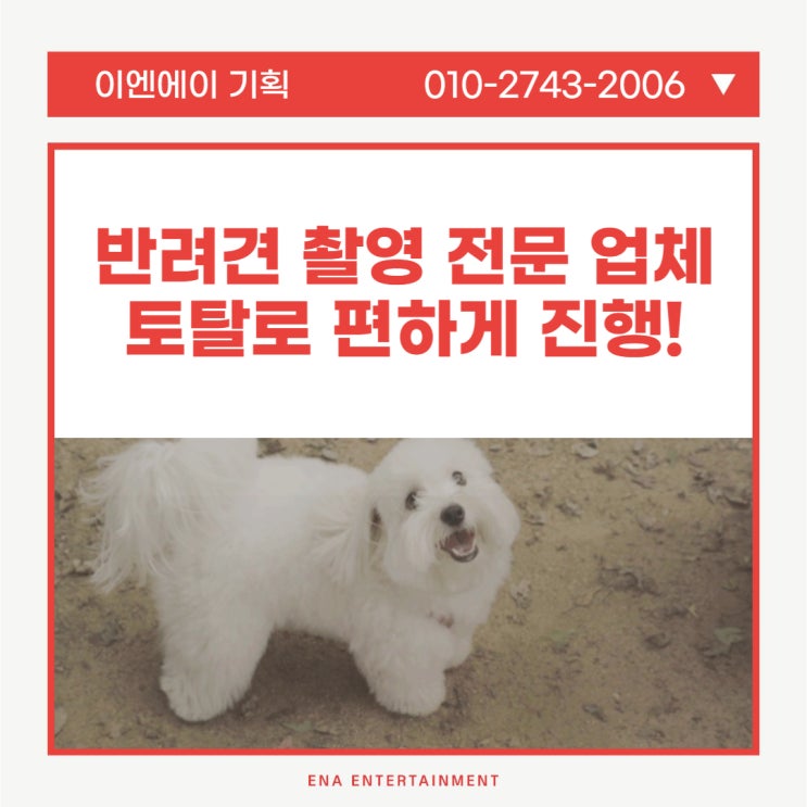  반려견 촬영 전문 업체에서 토탈로 편하게 진행하세요!