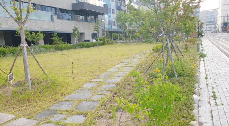  [대구 시지 기업 정원관리] 3월 풀 뽑기 발아억제제 살포 후 6월 모습
