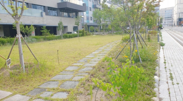 [대구 시지 기업 정원관리] 3월 풀 뽑기 발아억제제 살포 후 6월 모습