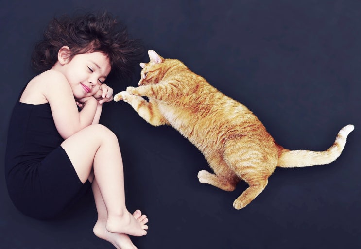  고양이 분양 샵 알아본다면 필독