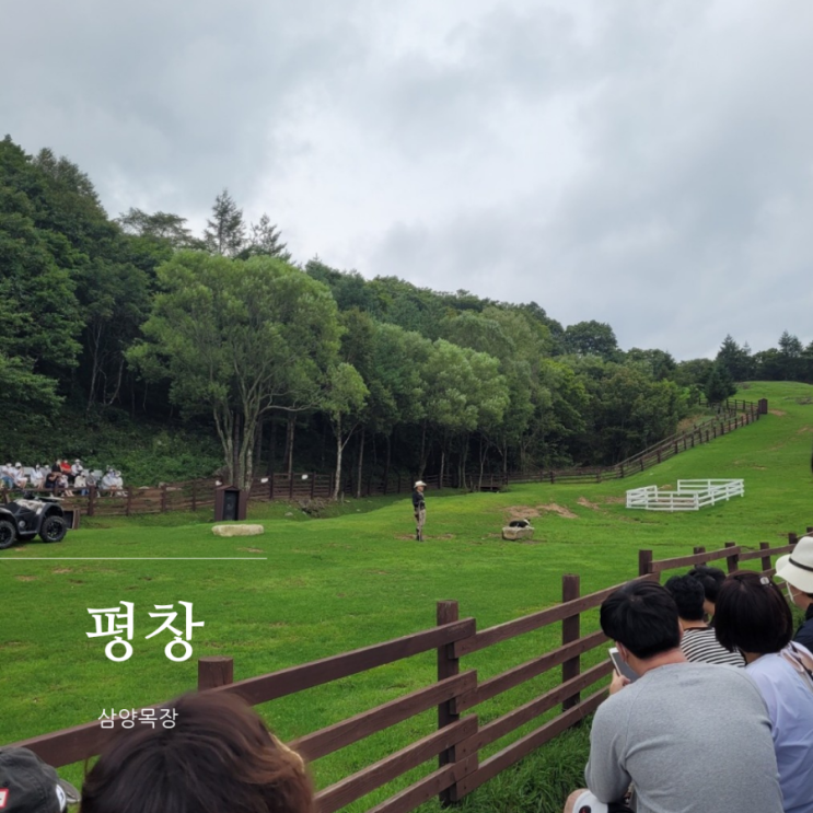 대관령 삼양목장 입장료 가격, 후기 / 강원도 평창 양떼목장 아이와 가볼만한곳