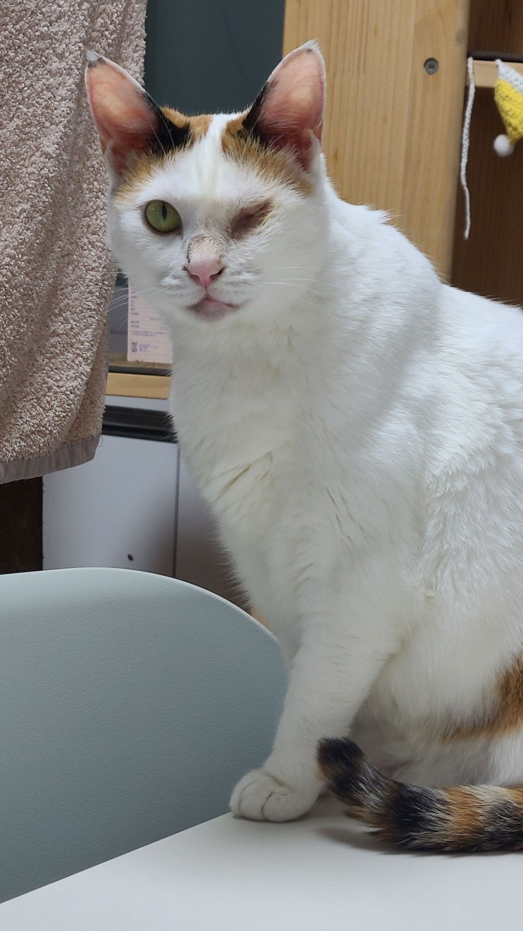  6월 둘째주 고양이 일기