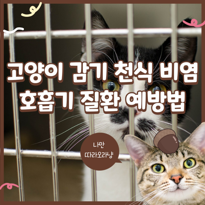  고양이 감기 천식 비염 호흡기 질환 예방법