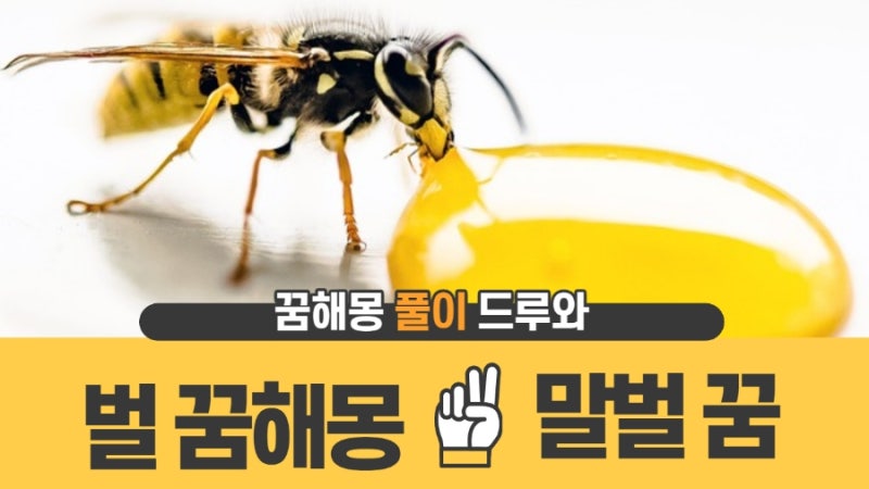 벌 꿈해몽 벌에 쏘이는 꿈 말벌 꿈 풀이~