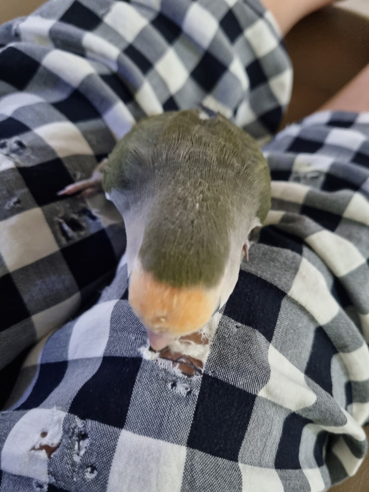  바지 물어뜯는 모리