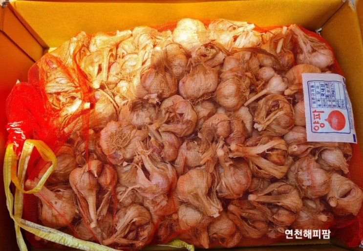 농라 신안가정마을 햇마늘구입 마늘한접가격