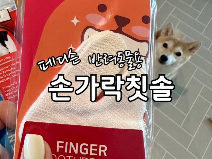  강아지 손가락 칫솔로 피나지않게 양치해주기