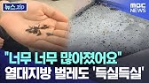 "너무 너무 많아졌어요" 열대지방 벌레도 '득실득실'