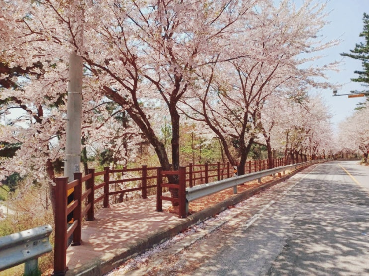 [장산] 태안 전원주택 벚꽃길 & 산책로 : 3탄