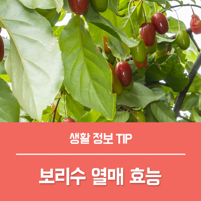 보리수 효능 4가지, 보리수나무 열매 먹는법 보리수 부작용?