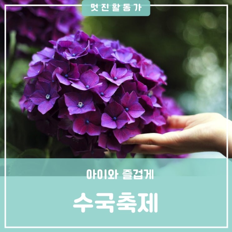 6월 아이들과 가볼만한 곳 공주 유구 색동수국정원 축제 태안 팜카밀레 허브정원 라벤더 수국 6월 아이들과 가볼만한 곳 공주 유구 색동수국정원 축제 태안 팜카밀레 허브정원 라벤더 수국