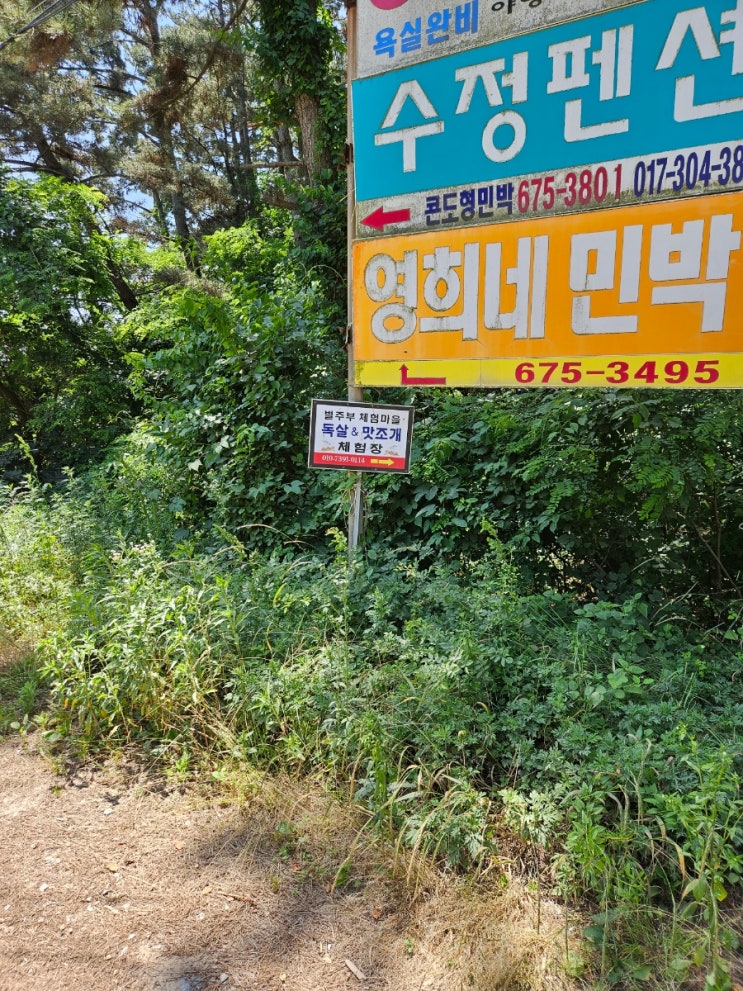 태안 청포대 해수욕장 영희네 민박