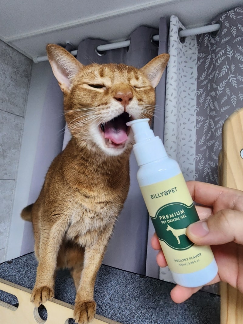 고양이 치약/올인원 덴탈케어 빌리스펫  프리미엄 덴탈 겔/앞니치아흡수병변 결국은 양치