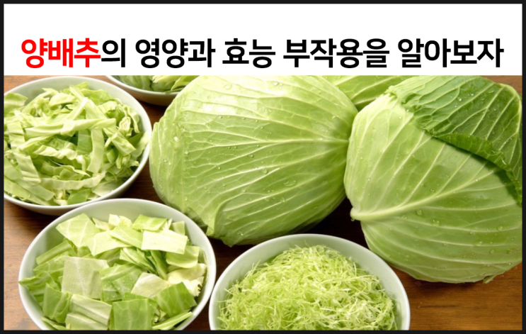  양배추의 영양과 효능 부작용을 알아보자
