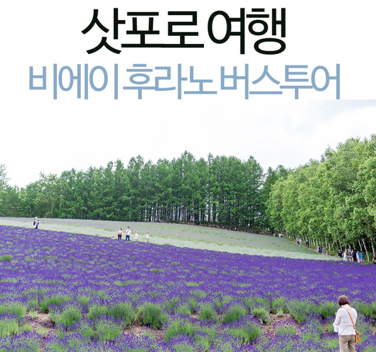  일본 삿포로 여행 비에이 후라노 버스투어 7월 8월 날씨