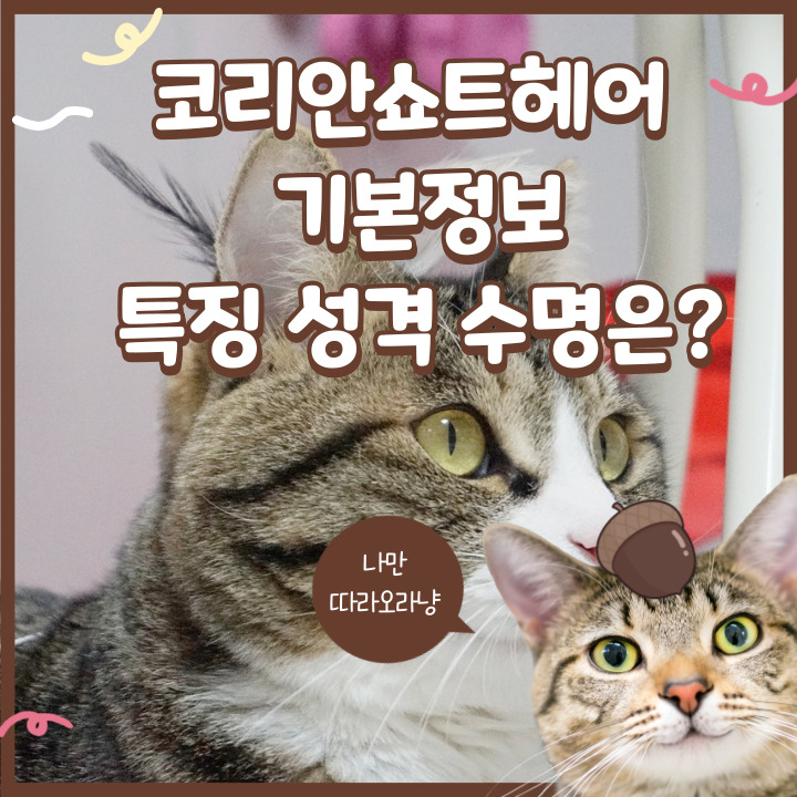  코리안쇼트헤어 기본정보 특징 성격 수명은?