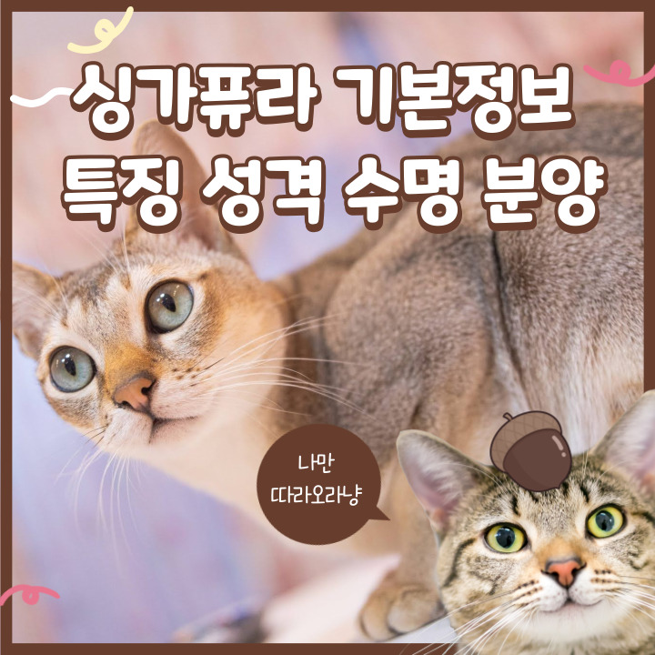  싱가퓨라 기본정보 특징 성격 수명 분양