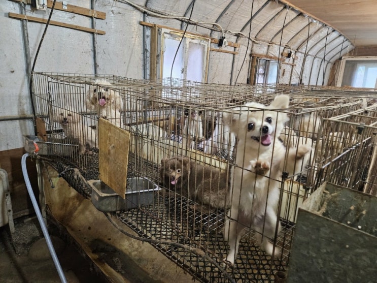 개, 고양이 분양받는 사람: 그 인간의 수준이 읽히고 손절하고싶음/펫샵충 인생에서 거름