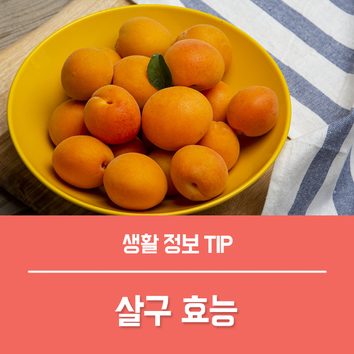  살구 효능 BEST5, 살구 칼로리 제철 먹는법 부작용, 맛있는 살구 고르는법