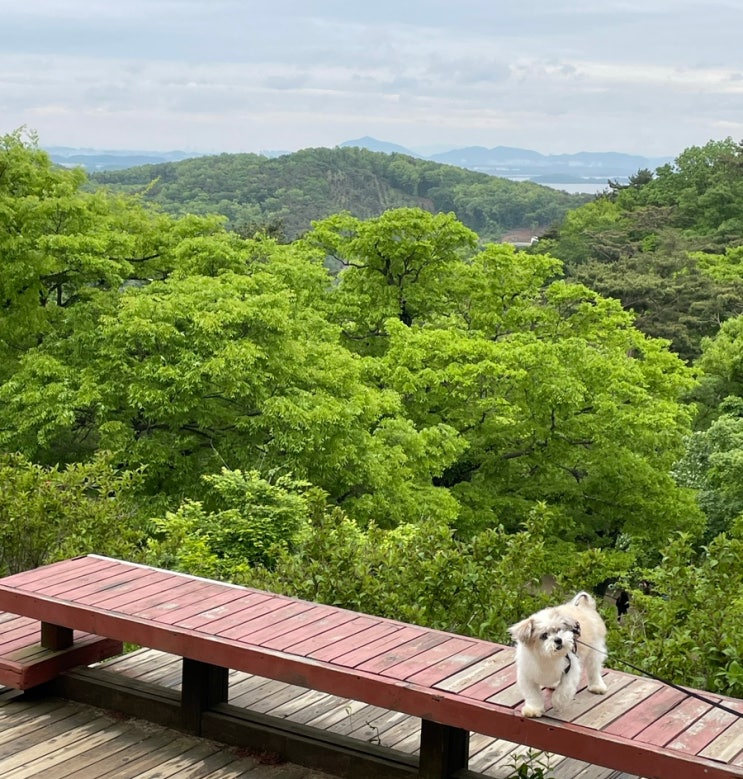  [인천] 산책하기 좋은 강화도 애견동반 가볼만한 곳 | 전등사