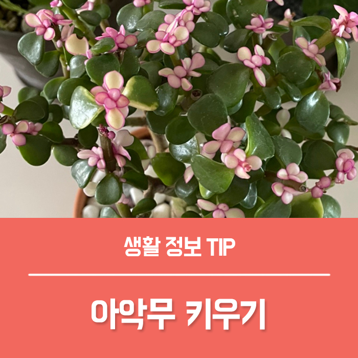  아악무 키우기 아악무 꽃말, 핑크아악무 사랑목 특징 총정리!