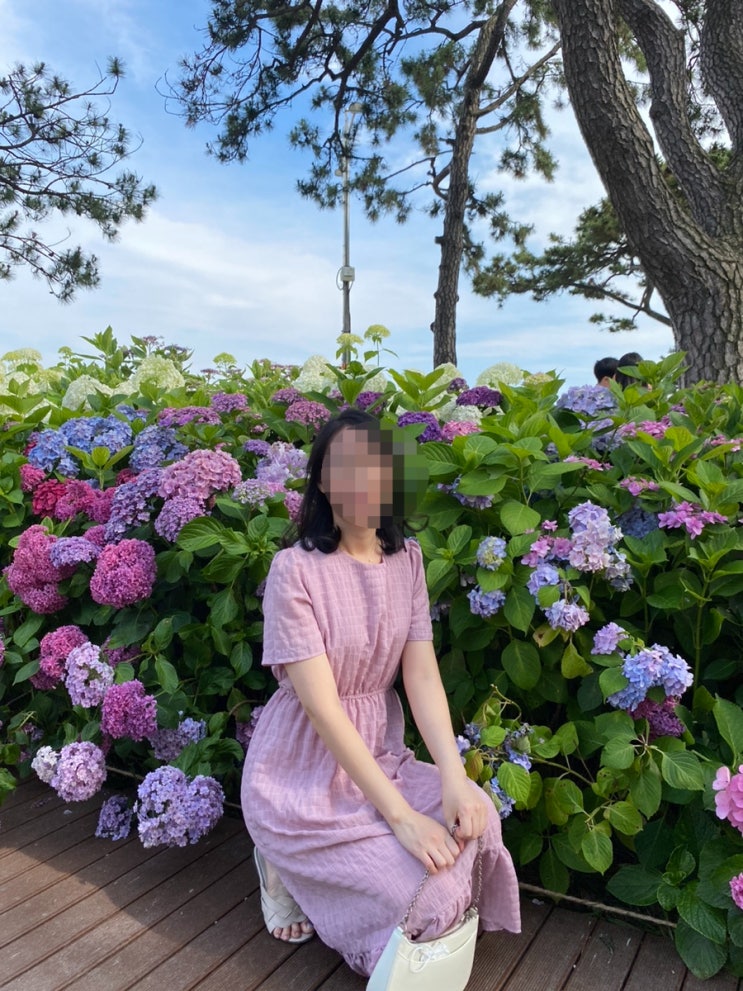  수국 꽃말 종류 색깔 별수국  키우기