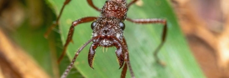 개미 물림, 물렸을 때 가장 큰 고통을 주는 개미 종류