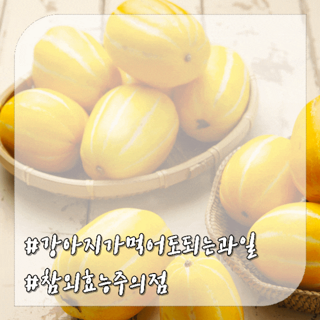 강아지가 먹어도 되는 참외 과일 효능과 주의점