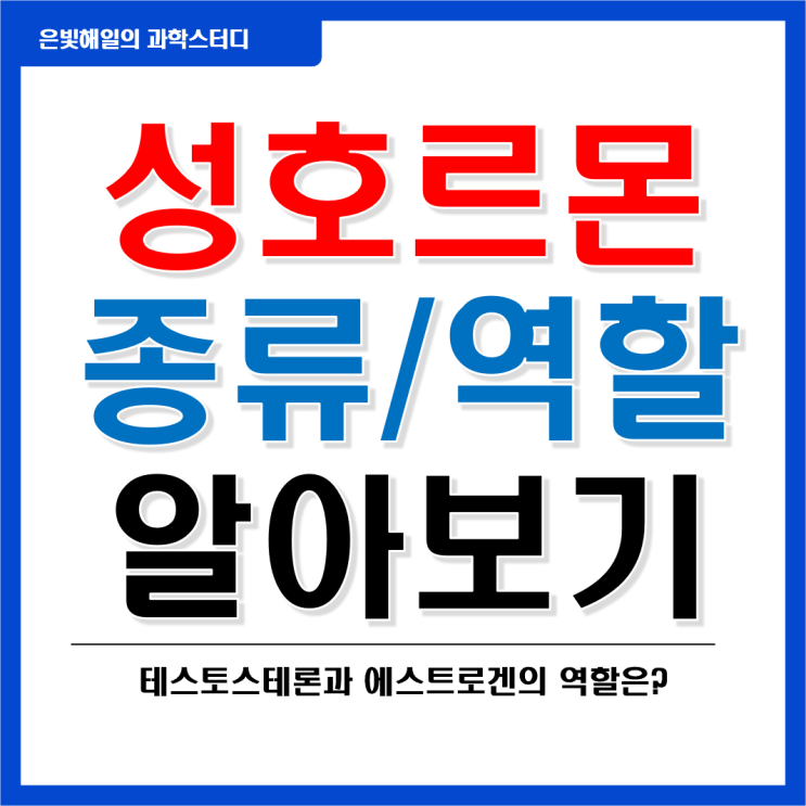  성호르몬의 종류와 역할