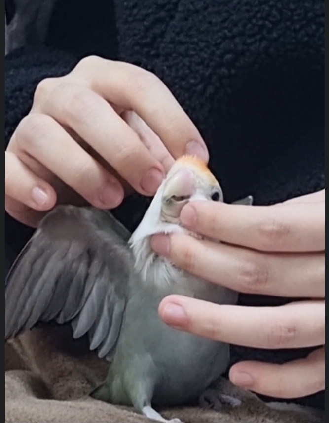  찌부된 모리