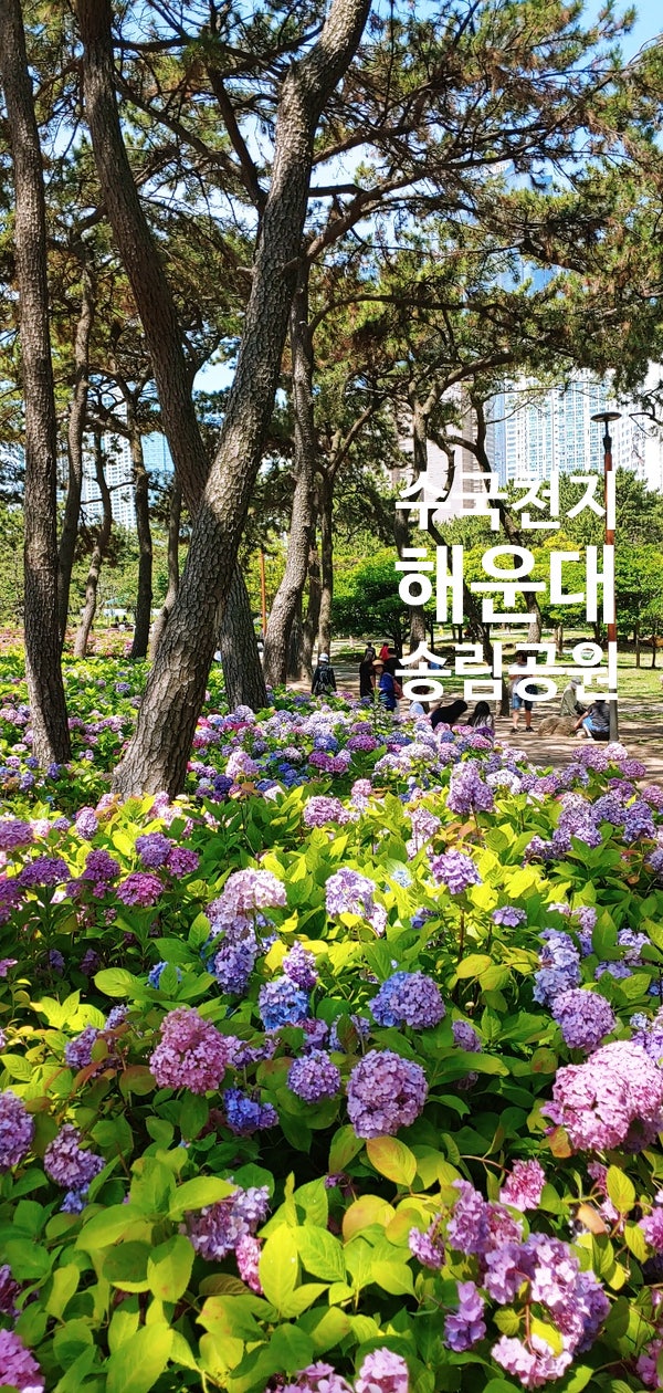 산책하기 좋은 해운대 송림공원 수국천지~