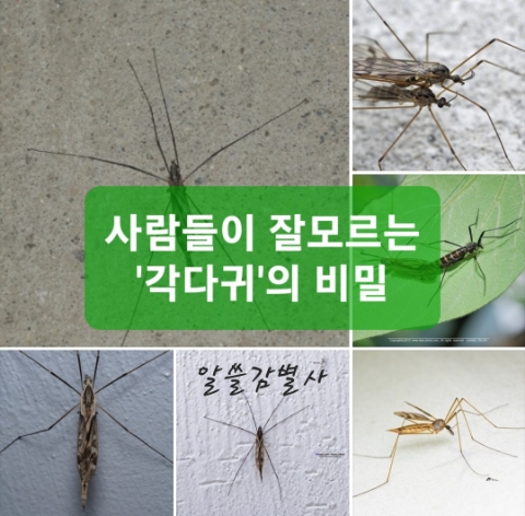  사람들이 잘 모르는 '각다귀'의 비밀(ft.왕모기 아니라구요!)