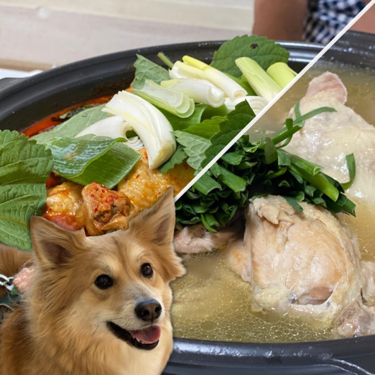  김포 애견동반식당 닭요리 맛집 개별룸 있는 닭향