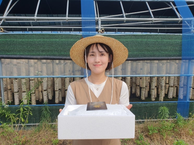  [판매] 생목이버섯 무농약 친환경 국내산 목이버섯 산지직송 500g 1kg