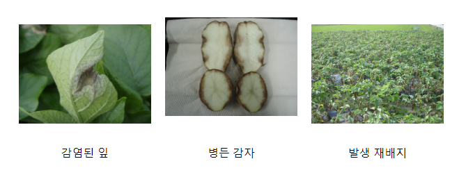 고랭지 씨감자, 감자 역병 지금 방제하세요_농촌진흥청 고랭지 씨감자, 감자 역병 지금 방제하세요_농촌진흥청