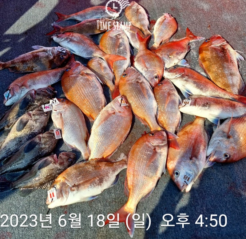 인천배낚시 영흥도 참돔 타이라바 꼭 알아야할 산란기 참돔의 입질패턴과 낚시방법 채비운용 feat 은하1호 : 네이버 블로그