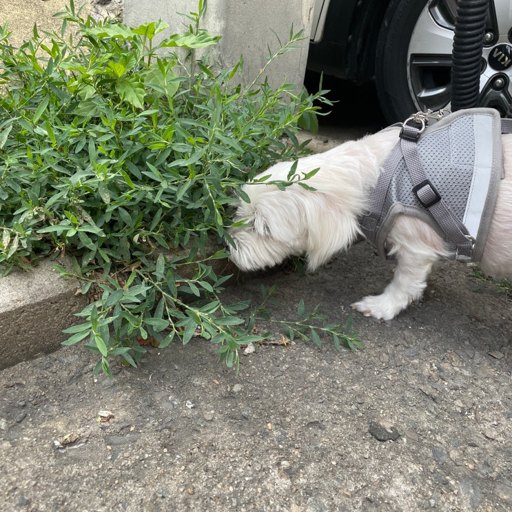  강아지 진드기 퇴치제 래핑찰리 이지 세이프 내돈내산
