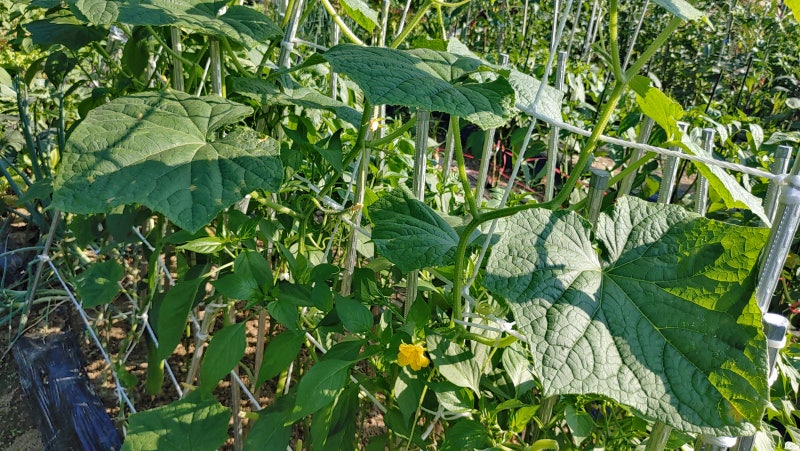오이 모종 심기 후 키우기 방법, 순치기(순지르기) 재배 지지대 집게 오이꽃 : 네이버 블로그