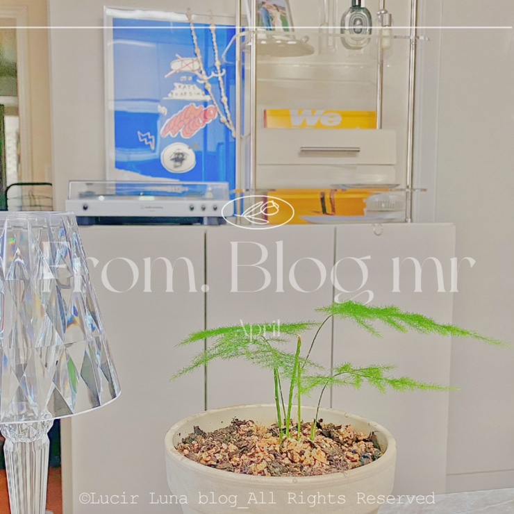블로그씨는 여름맞이 시원한 식물로 인테리어를 바꿔보았어요. 우리 집 플랜테리어를 사진과 함께 소개해 주세요~