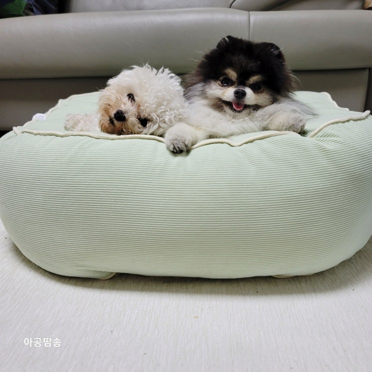  고양이 강아지 방석 쿠션 네이버펫 아르르 꿀잠해먹