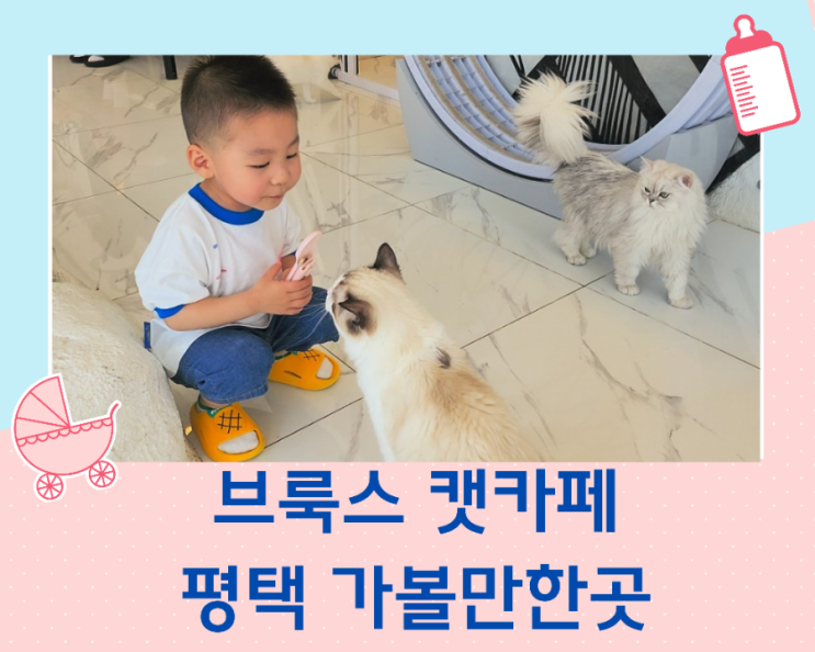  브룩스 캣 카페 경기도 평택 가볼 만한 곳 고양이 카페 아이와 다녀왔어요