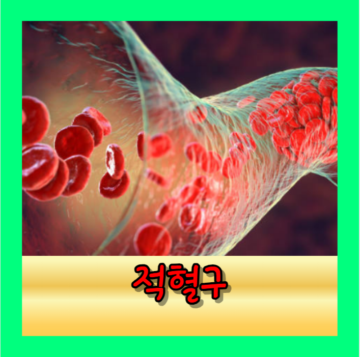 적혈구의 역할과 수명 중요성 그리고 수치 변화