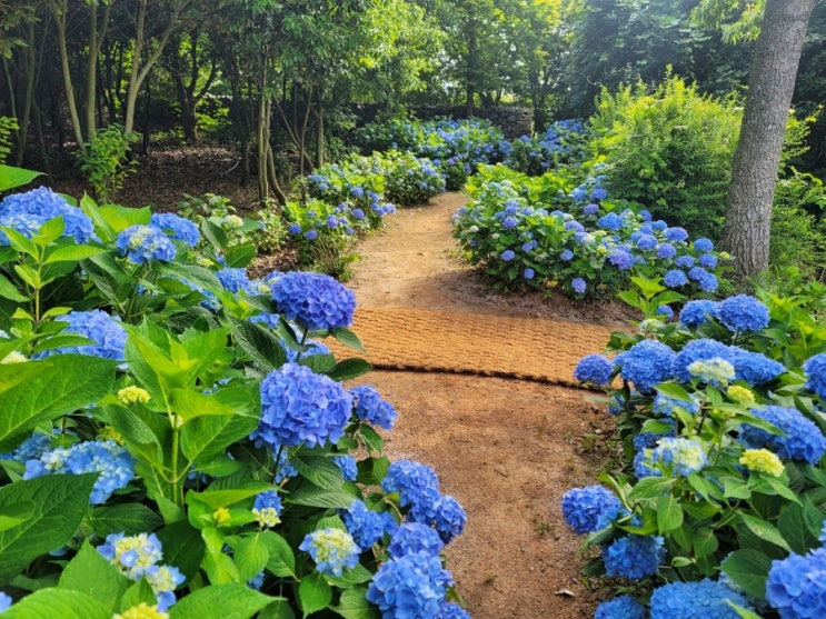  청산수목원 힐링여행지 추천 태안 청산수목원