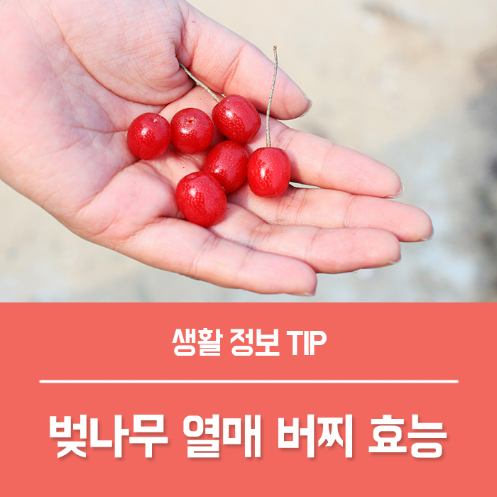 벚나무 열매 버찌 효능 베스트5, 버찌 열매 부작용