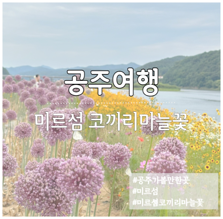  공주 미르섬 후기 오늘의 코끼리마늘꽃 수례국화 기생초