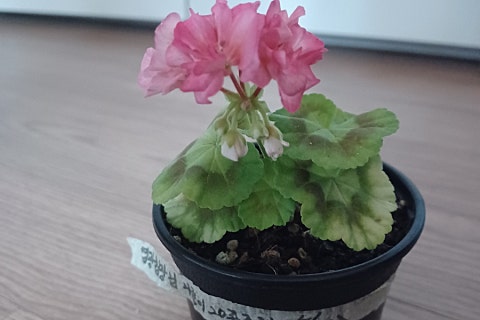 행복침장 이미지